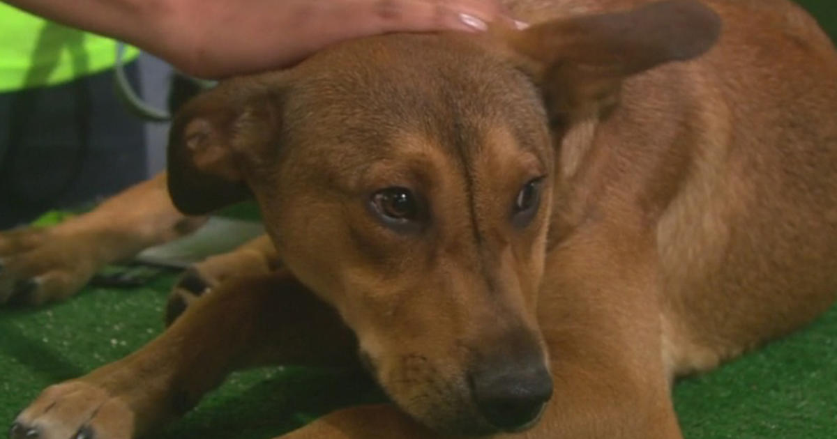 Pet Parade: Save A Dog Of Sudbury - CBS Boston