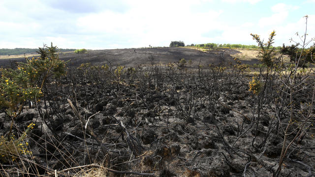 Ashdown Forest fire 