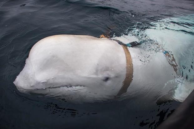 An image taken by JÃ¸rgen Ree Wiig of the Norwegian Director of Fisheries shows a white whale wearing a harness as it swims next to a Norwegian fishing boat