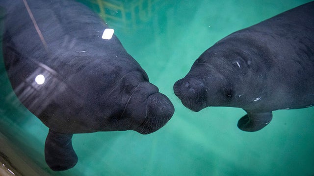 orphan-manatees.jpg 