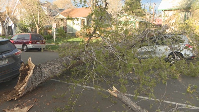 tree-down-in-denver-5vo_frame_567.jpg 