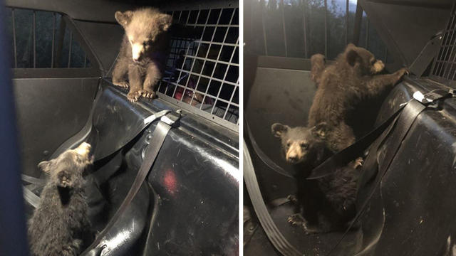 bears-rescued-deputies.jpg 