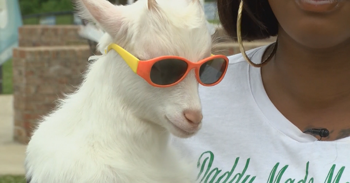 This Stylish Goat Is Instagram's Newest Obsession CBS Philadelphia