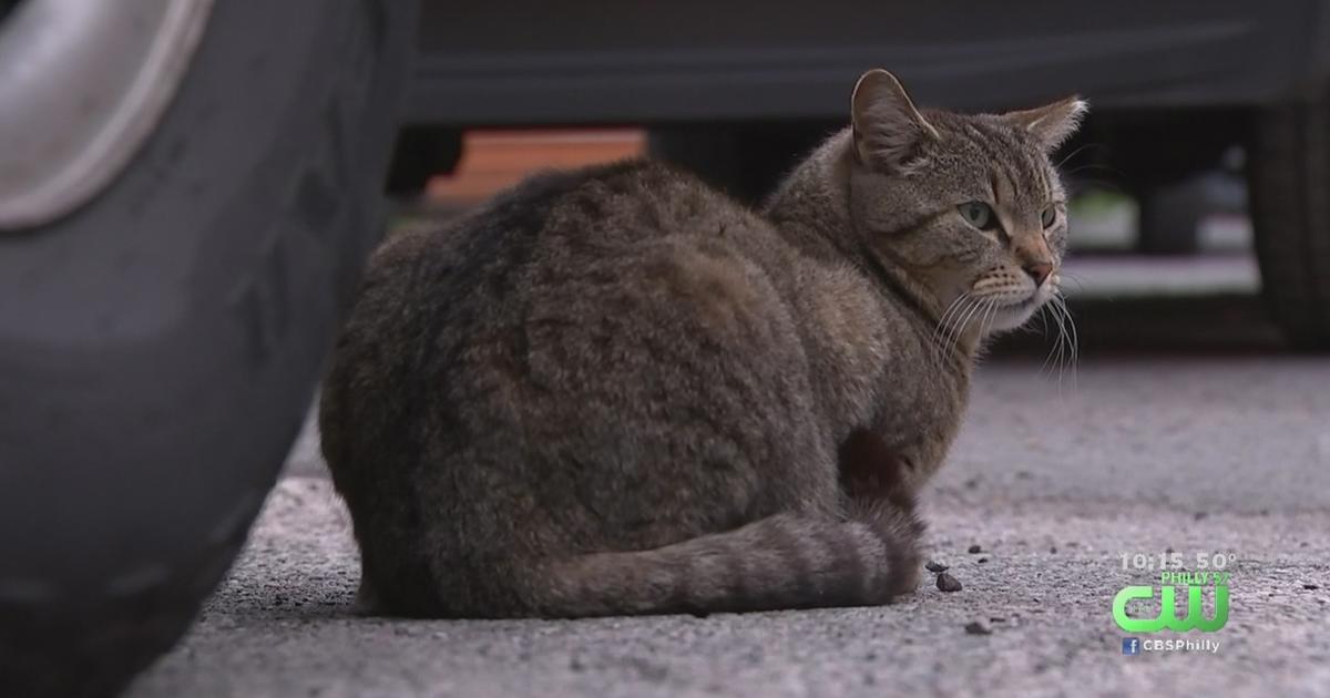 Stray cat tests positive for rabies in Hamilton, NJ after bite