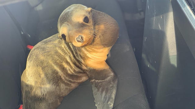 sea-lion-pup-rescued-chp.jpg 