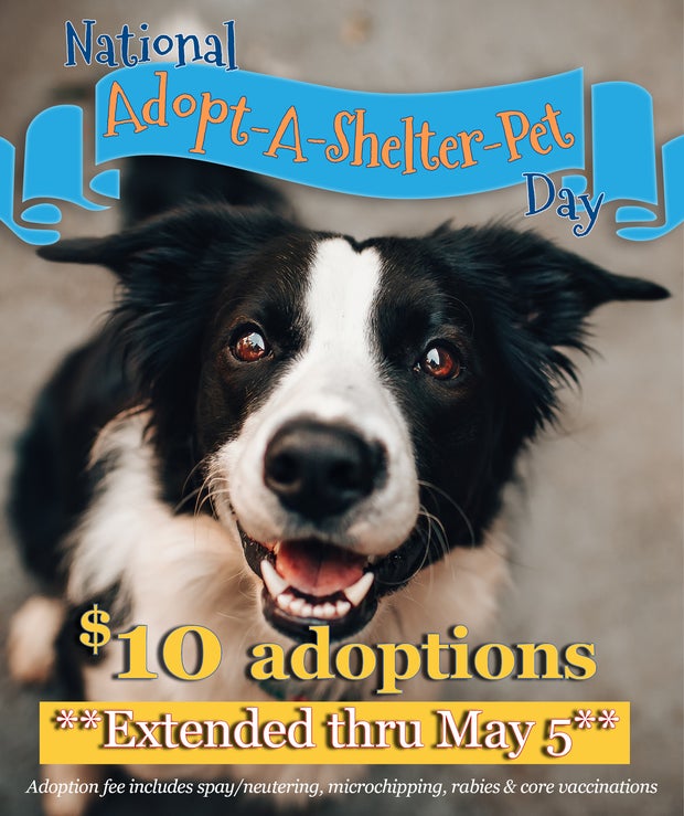 $10 adoptions at Fort Worth Animal Shelter promotion 