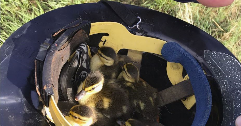 Ducklings Rescue: Firefighters Help Reunite Brood Of Ducklings With ...