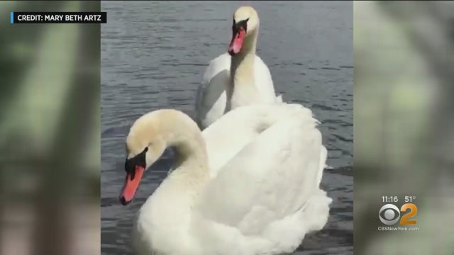 0501swans.jpg 