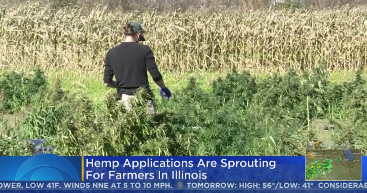 Illinois Farmers Rush To Apply For Hemp Growing Licenses CBS Chicago