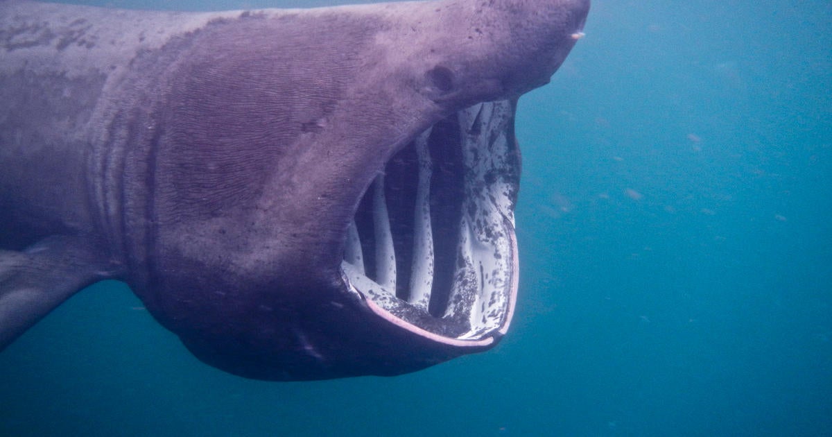 Basking Sharks Unexpectedly Showing Up Off Southern California Coast ...