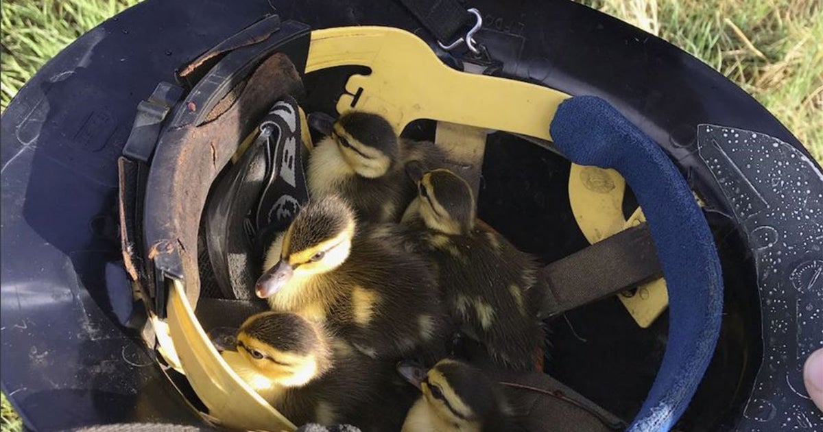 Ducklings Rescued From Storm Drain Thanks To South Metro Firefighters ...