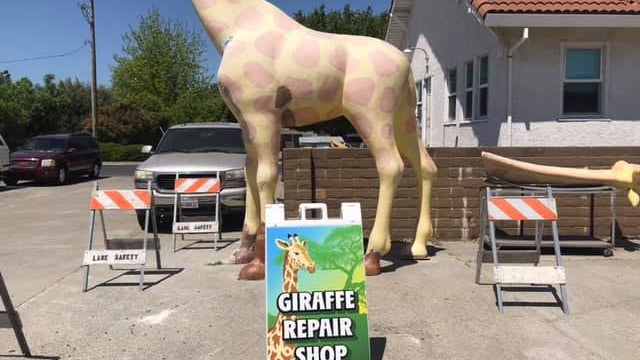 giraffe.jpg 