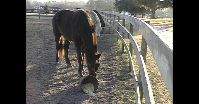 From 1994: A retirement home for horses