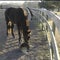 From 1994: A retirement home for horses