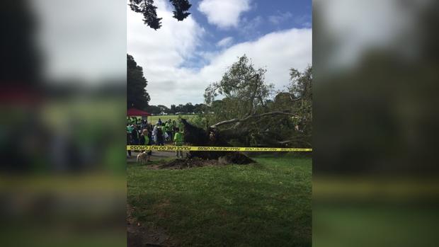 Tree Falls in San Leandro's Marina Park 