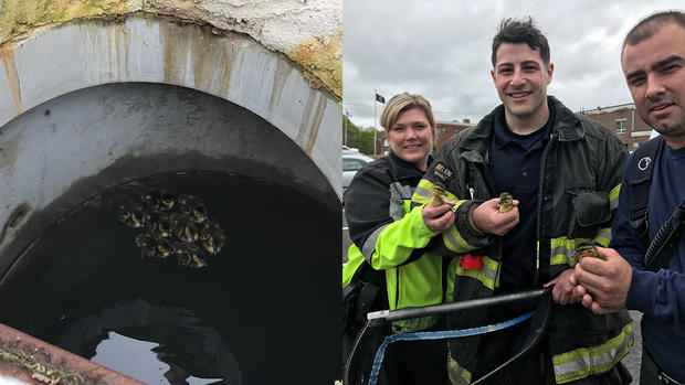 billerica duck rescue 