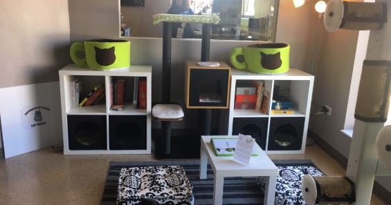 Chicago's First Cat Cafe Benefiting Feline Leukemia Opens In West