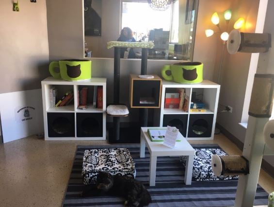 Chicago's First Cat Cafe Benefiting Feline Leukemia Opens In West