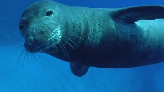 hawaiian-monk-seal-promo.jpg 