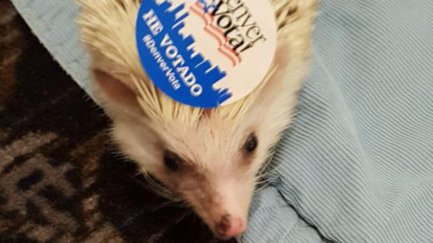 hedgehog voting copy 