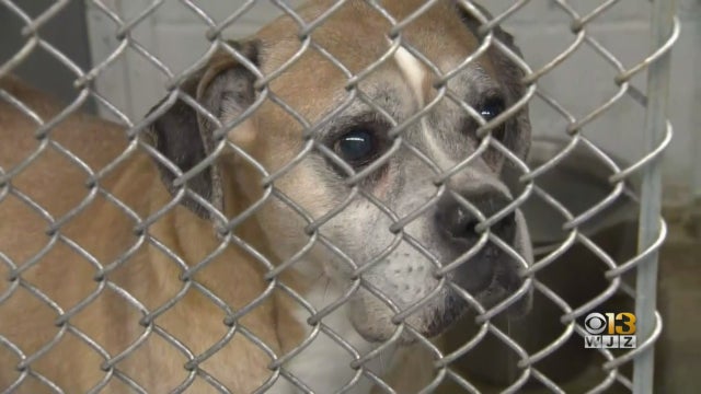 baltimore-co.-animal-shelter.jpg 