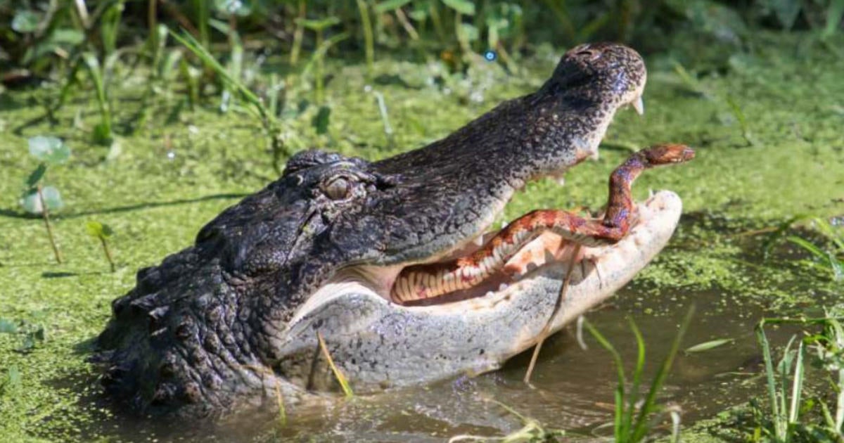 Photographers Capture Snake Trying To Escape Jaws Of Lakeland Gator ...