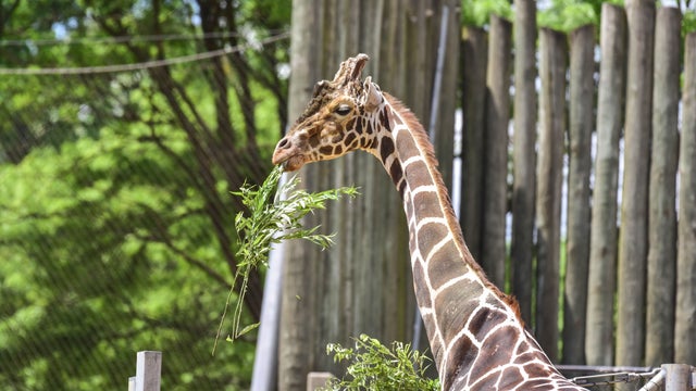 0508giraffe1.jpeg 