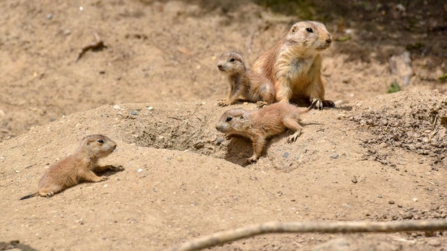 maryland-zoo-prairie-dogs.jpg 
