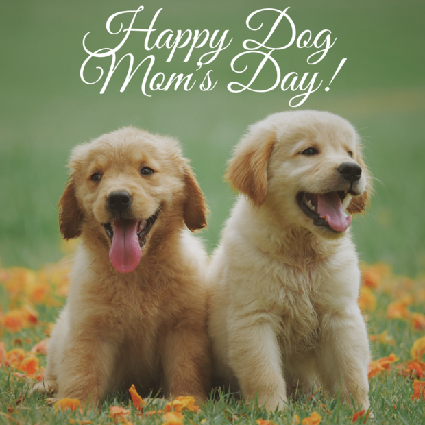 happy dog mom's day 