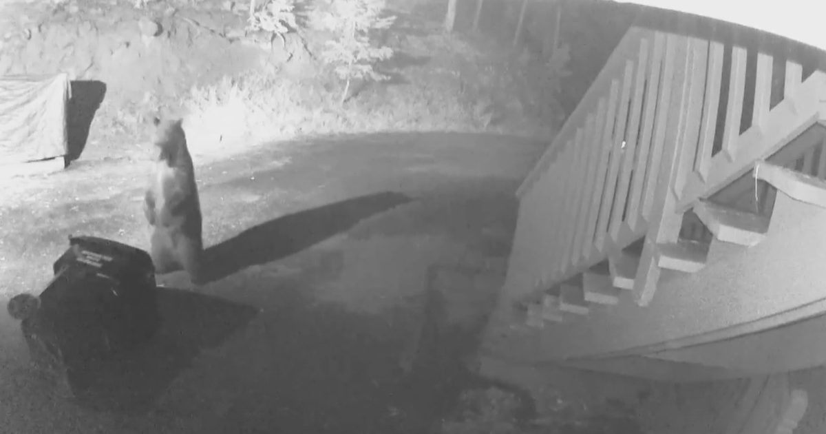Surveillance Video Shows Bear Trying To Get Trash Can Open - CBS Colorado
