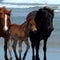 Nature: Mares and their foals