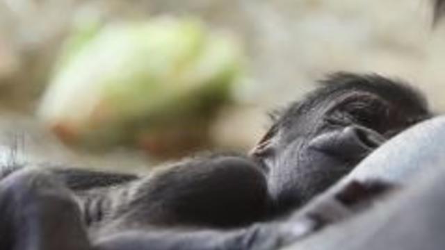 gorilla-baby-born-at-zoo.jpg 