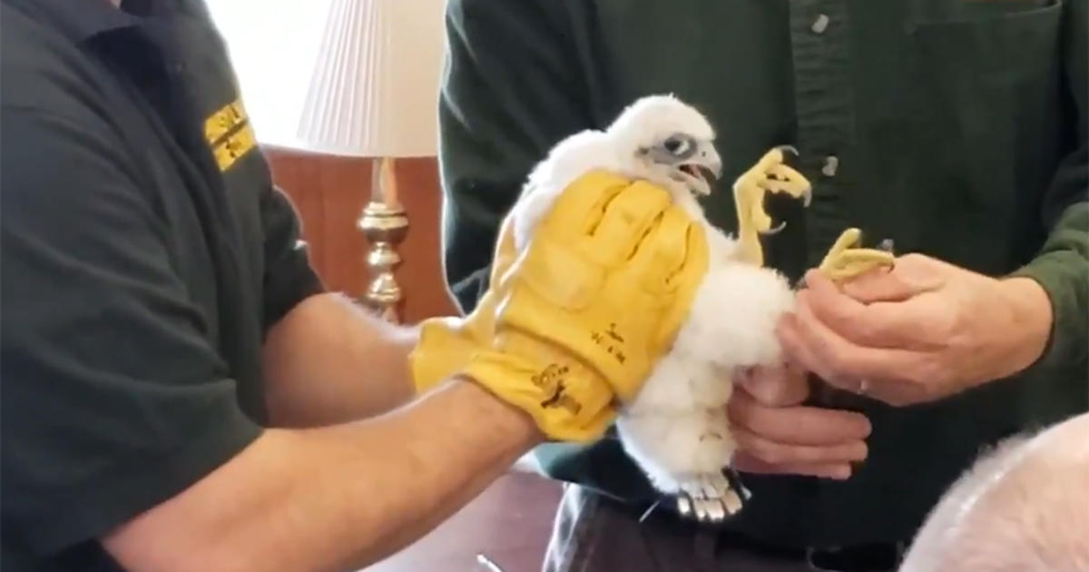 Peregrine Falcon Chicks Get Banded At Cathedral Of Learning - CBS ...