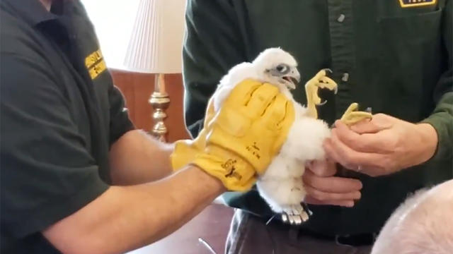 cathedral-of-learning-peregrine-falcon-chick.jpg 
