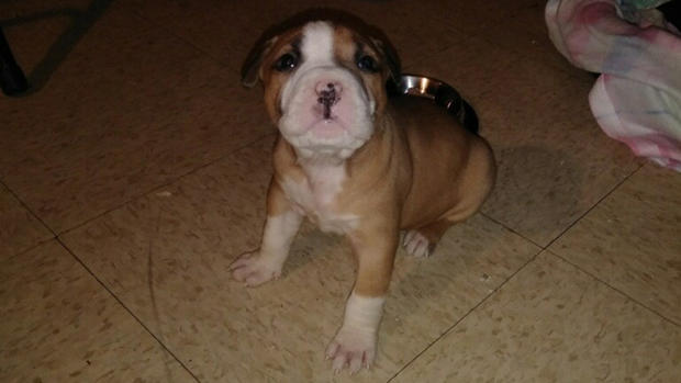 Bronx-stolen-puppy 