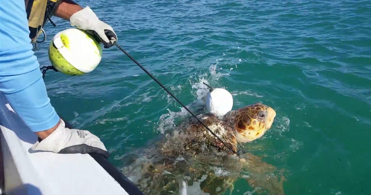 FWC Biologists Rescue Entangled Loggerhead Turtle - CBS Miami