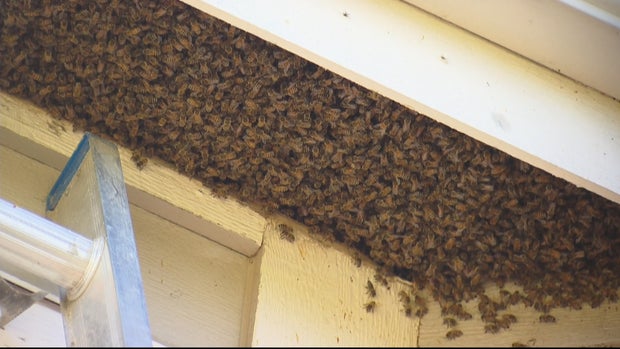 Bee Hive Removal LU5_frame_1721 