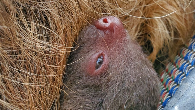 cmzoo-sloth-baby-and-mom-chalupa-cropped.jpg 