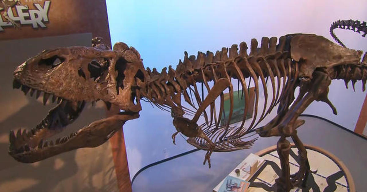 Canadian dinosaur named 'Scotty' named world's biggest T. rex