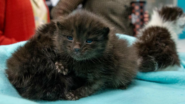 metal kittens rescued San Diego Humane Society 3 