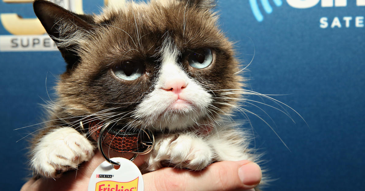 Grumpy Cat, the Arizona meme sensation, is dead at 7