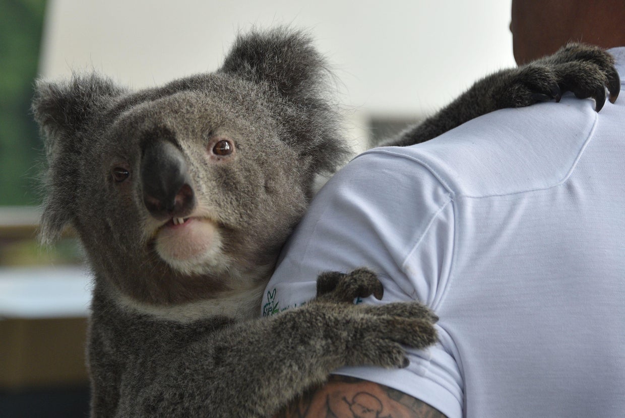 Koalas extinct There are only 80,000 koalas left in the world