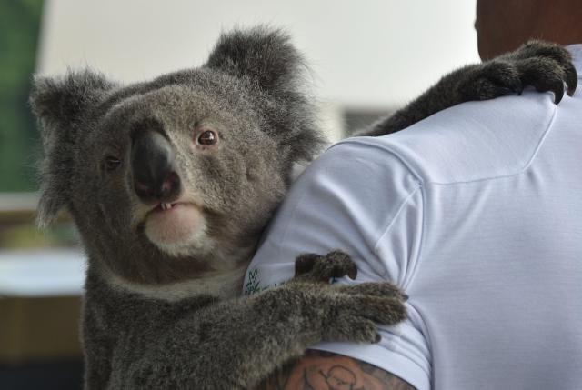 No, koalas aren't 'functionally extinct'—yet
