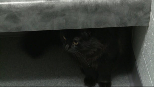 CATS ROAD TRIP 5PKG_frame_1878 