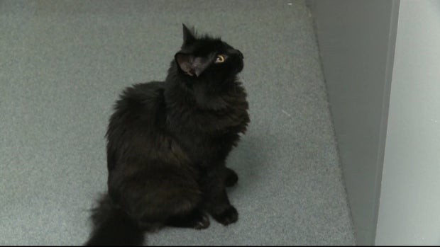 CATS ROAD TRIP 5PKG_frame_2148 