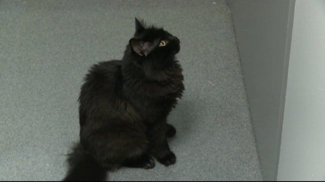 CATS ROAD TRIP 5PKG_frame_2148