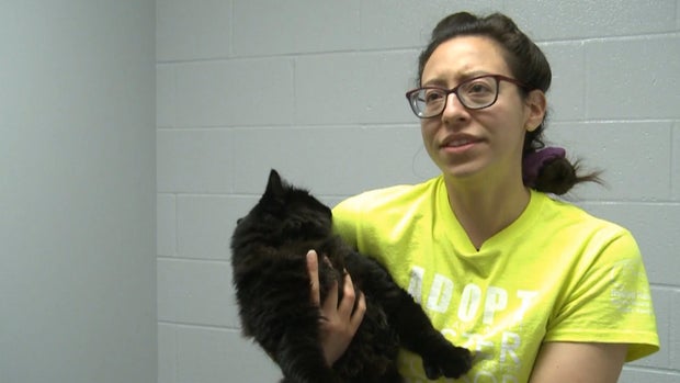 CATS ROAD TRIP 5PKG_frame_865 