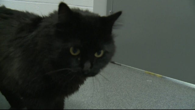 CATS ROAD TRIP 5PKG_frame_1668