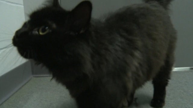 CATS ROAD TRIP 5PKG_frame_219