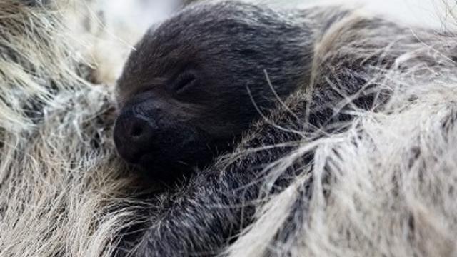 baby-sloth.jpg 